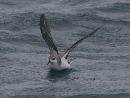 Cook's Petrel - ML47126431