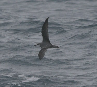 Cook's Petrel - ML47126441