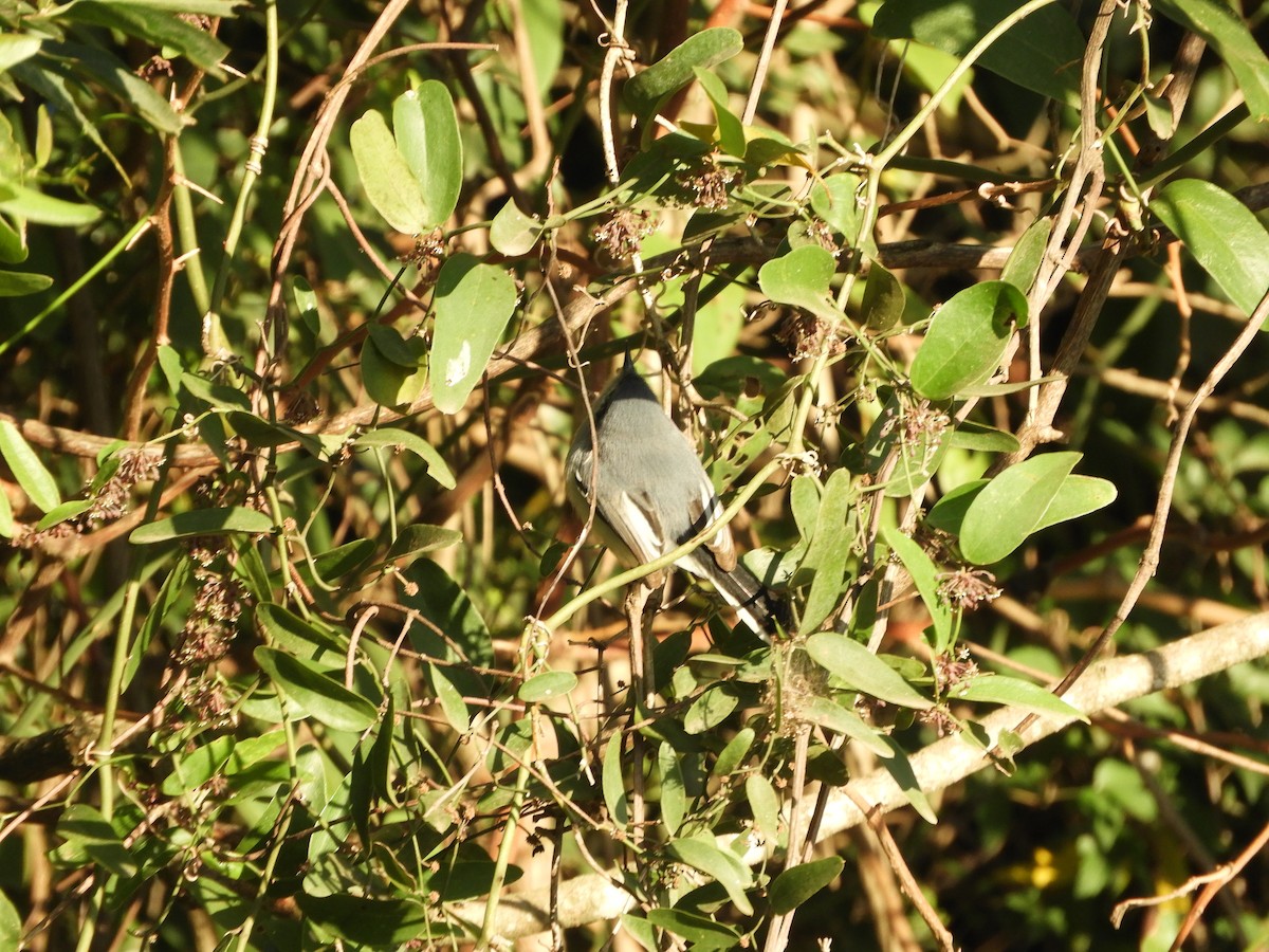 Masked Gnatcatcher - ML471265331