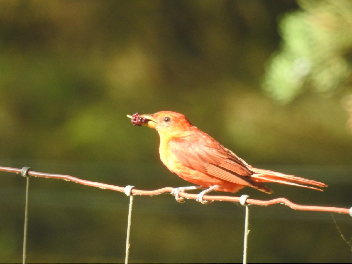 Summer Tanager - Theresa LeCompte