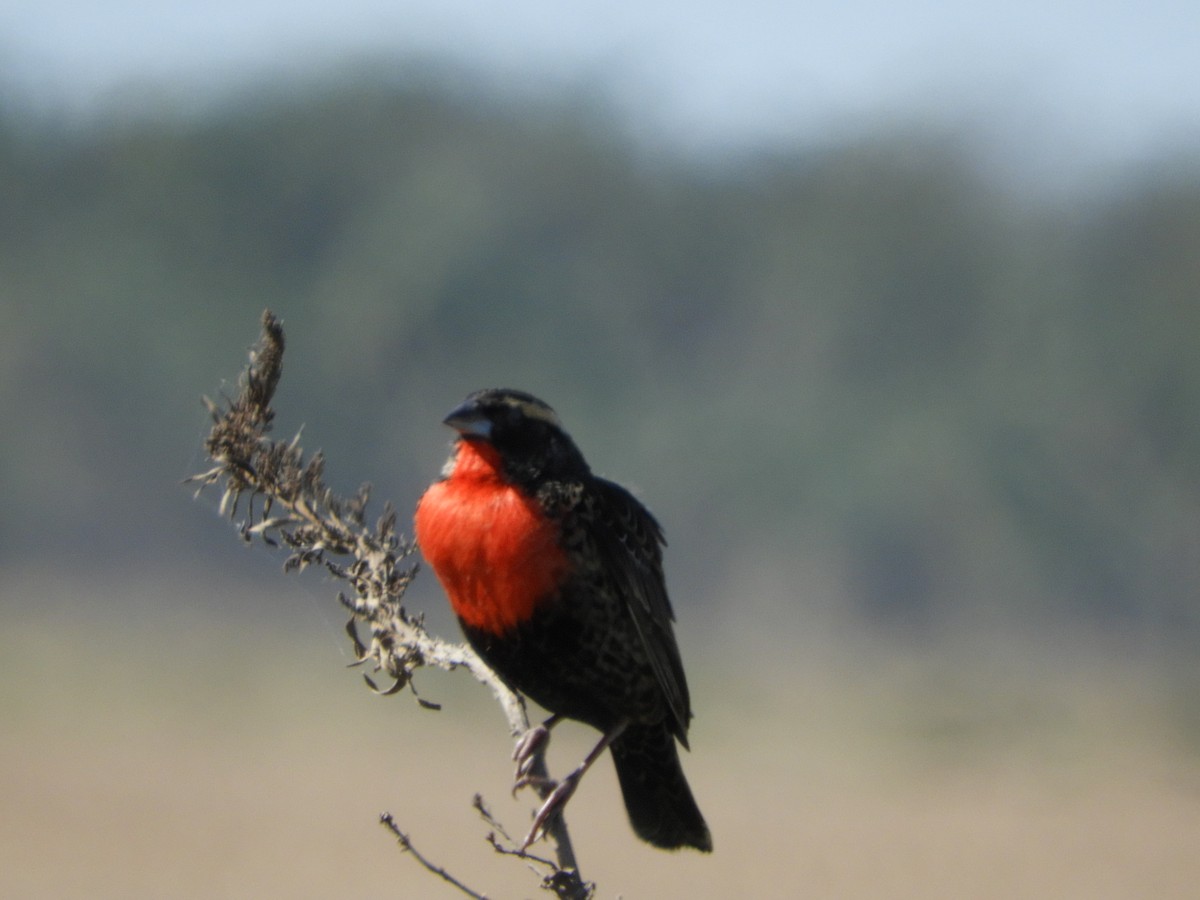 White-browed Meadowlark - ML471265981