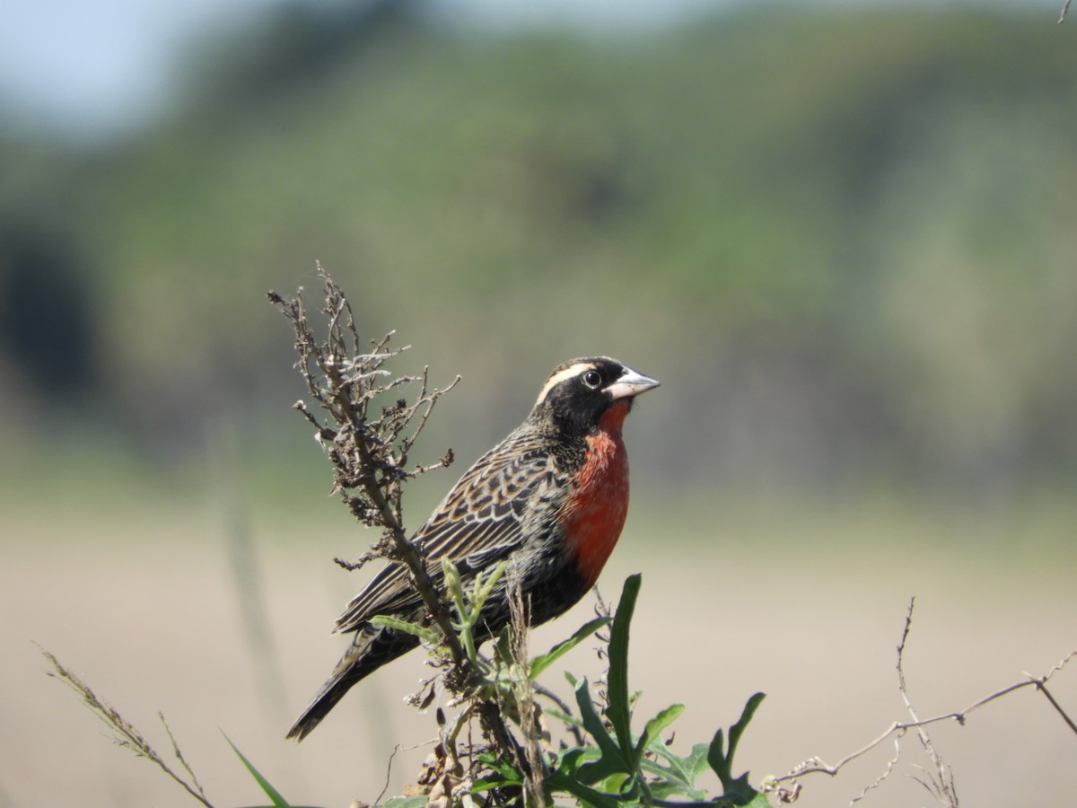 White-browed Meadowlark - Silvia Enggist