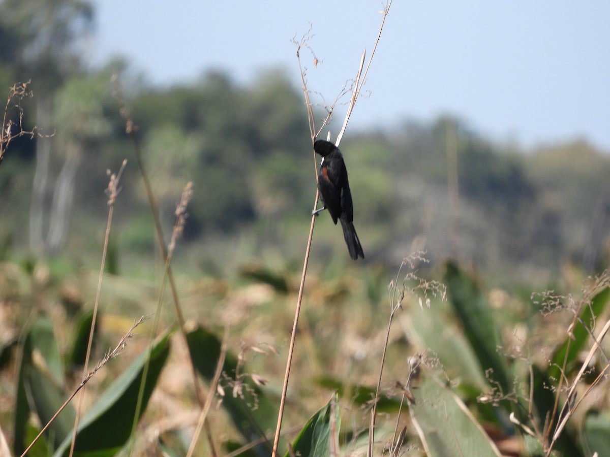 Variable Oriole - ML471266471