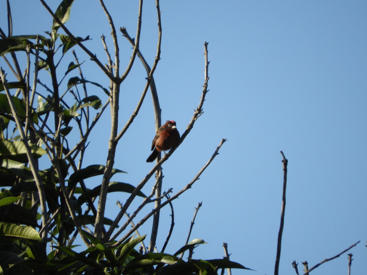 Red-crested Finch - ML471267961