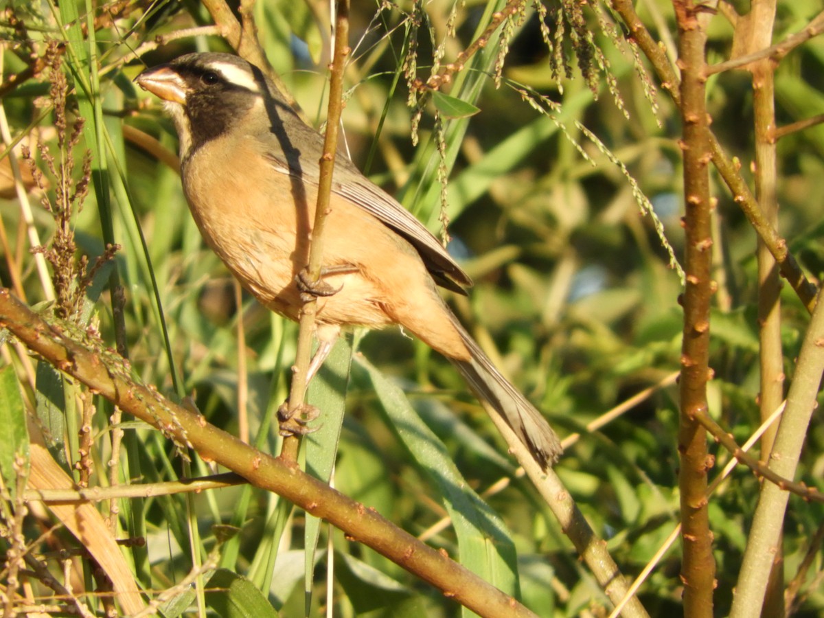 Golden-billed Saltator - ML471268101