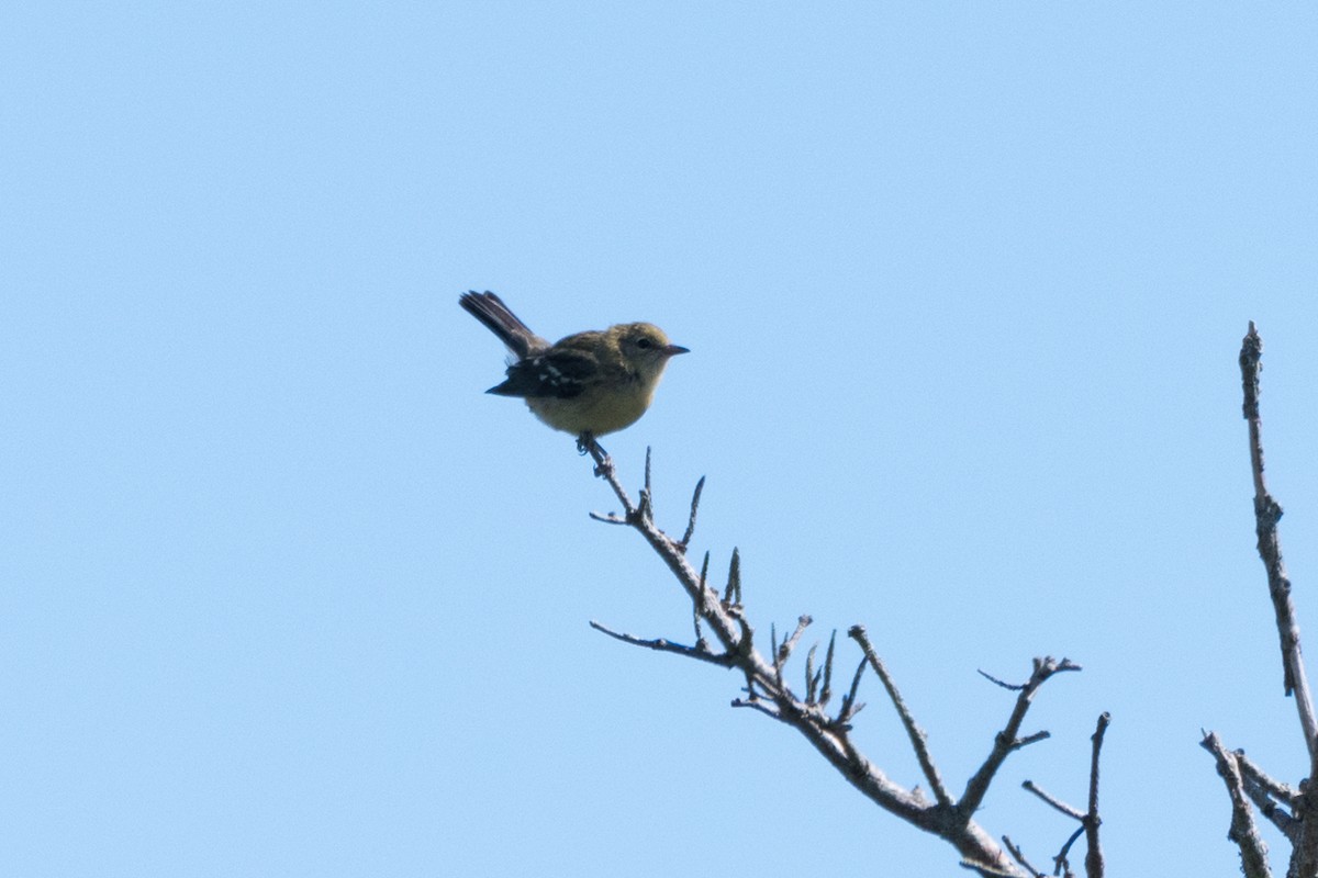 new world warbler sp. - ML471268991