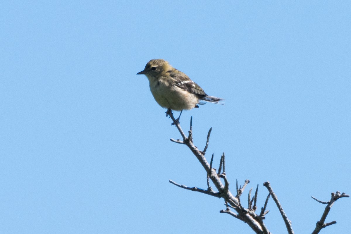 new world warbler sp. - ML471269011