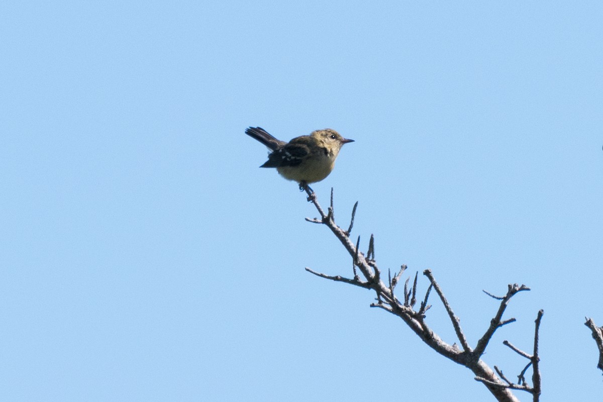 new world warbler sp. - ML471269021