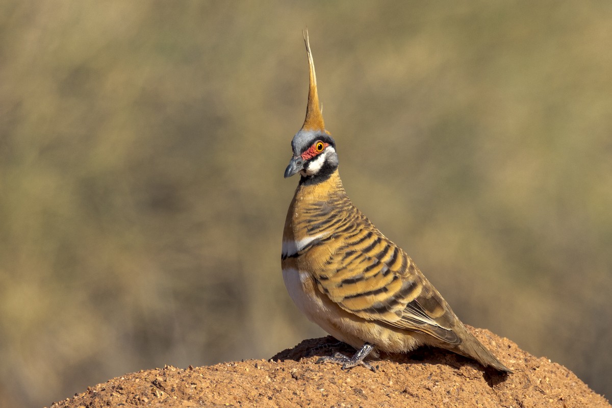 Spinifex Pigeon - ML471269171