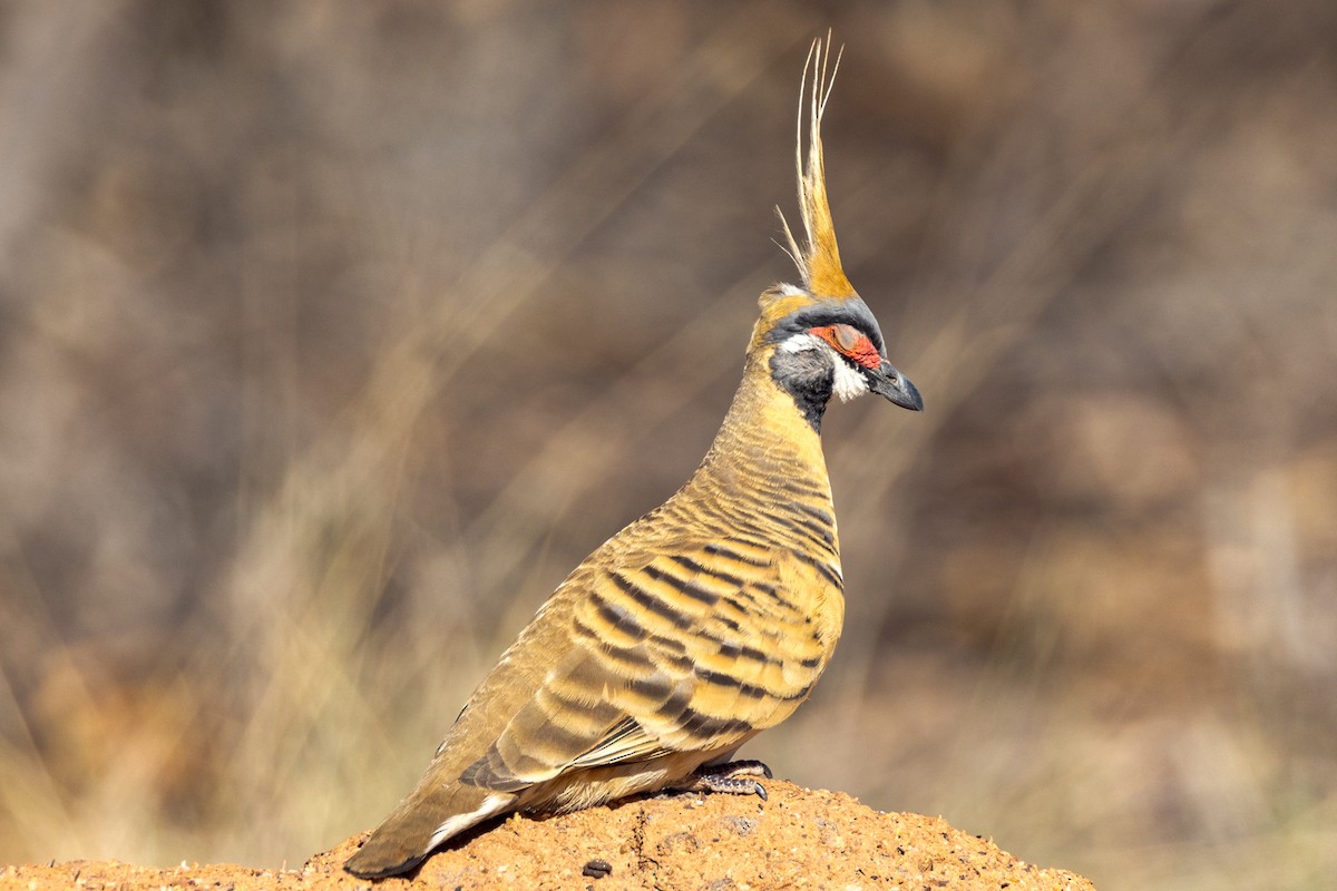 Spinifex Pigeon - ML471269221