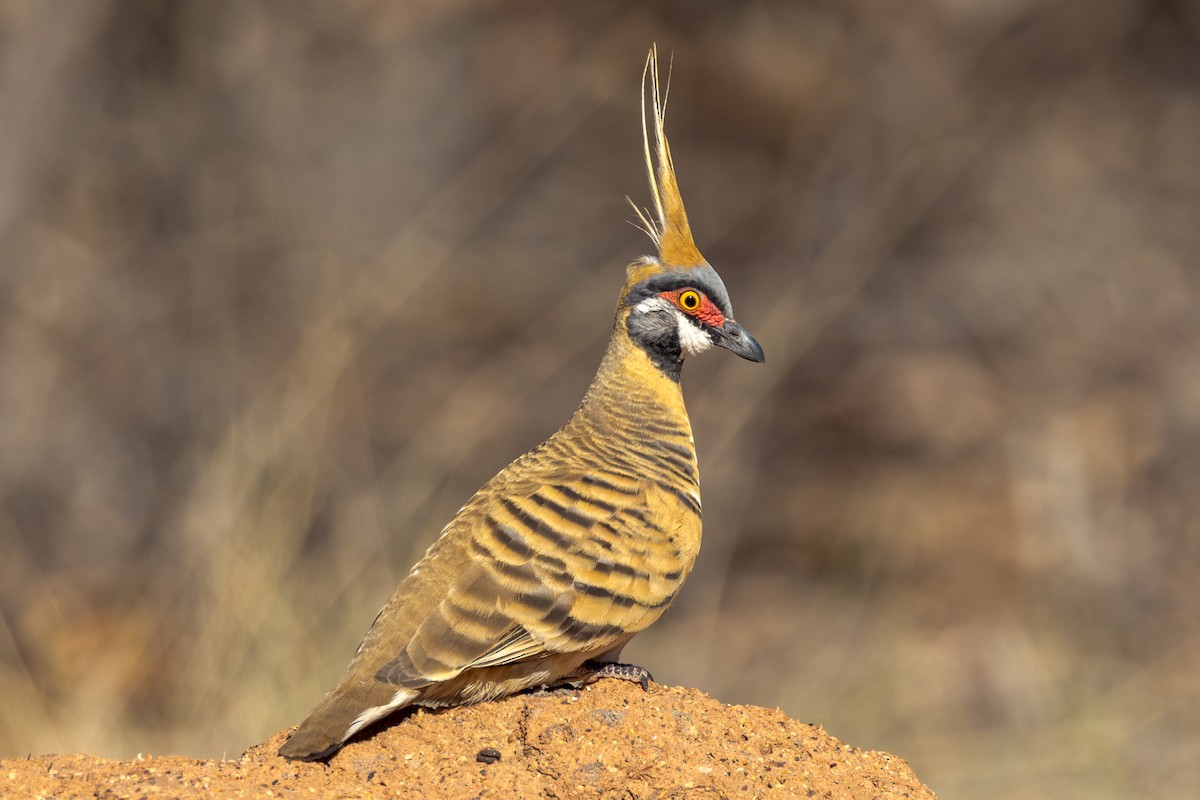 Spinifex Pigeon - ML471269251