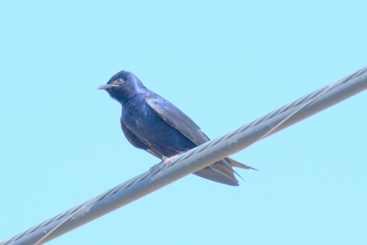 Purple Martin - ML471269391