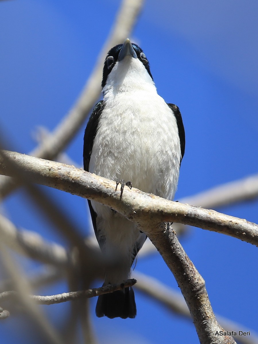 Çabertçi Vanga (schistocercus) - ML471269641