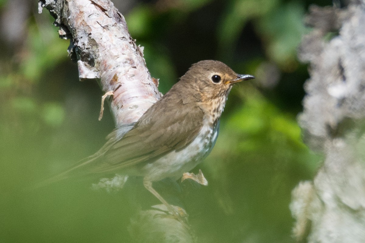 Swainson's Thrush - ML471270051