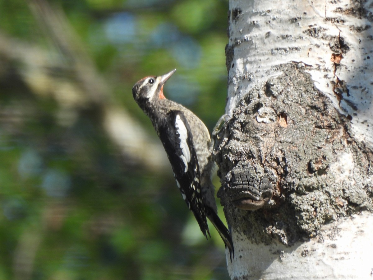 アカエリシルスイキツツキ - ML471270611