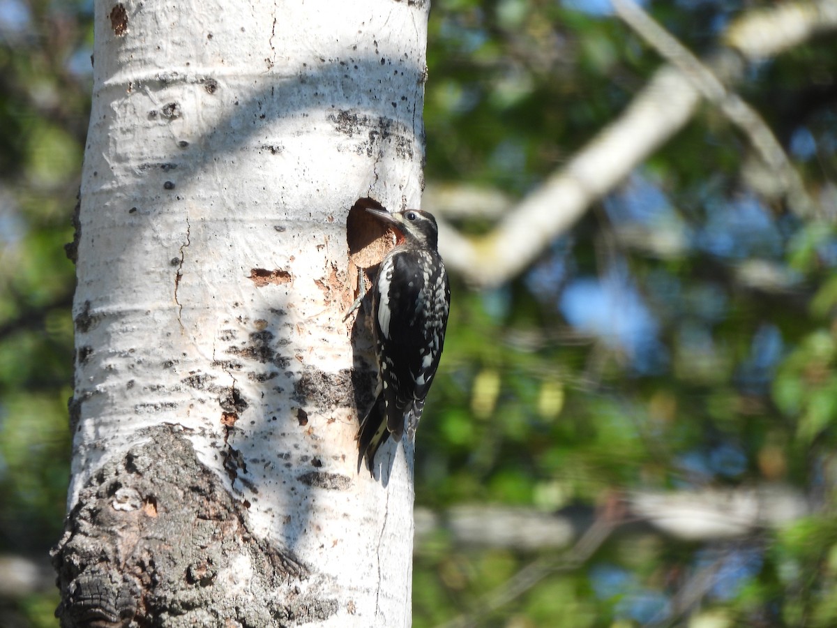 アカエリシルスイキツツキ - ML471270661