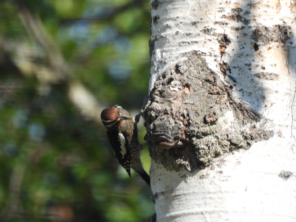 アカエリシルスイキツツキ - ML471270671