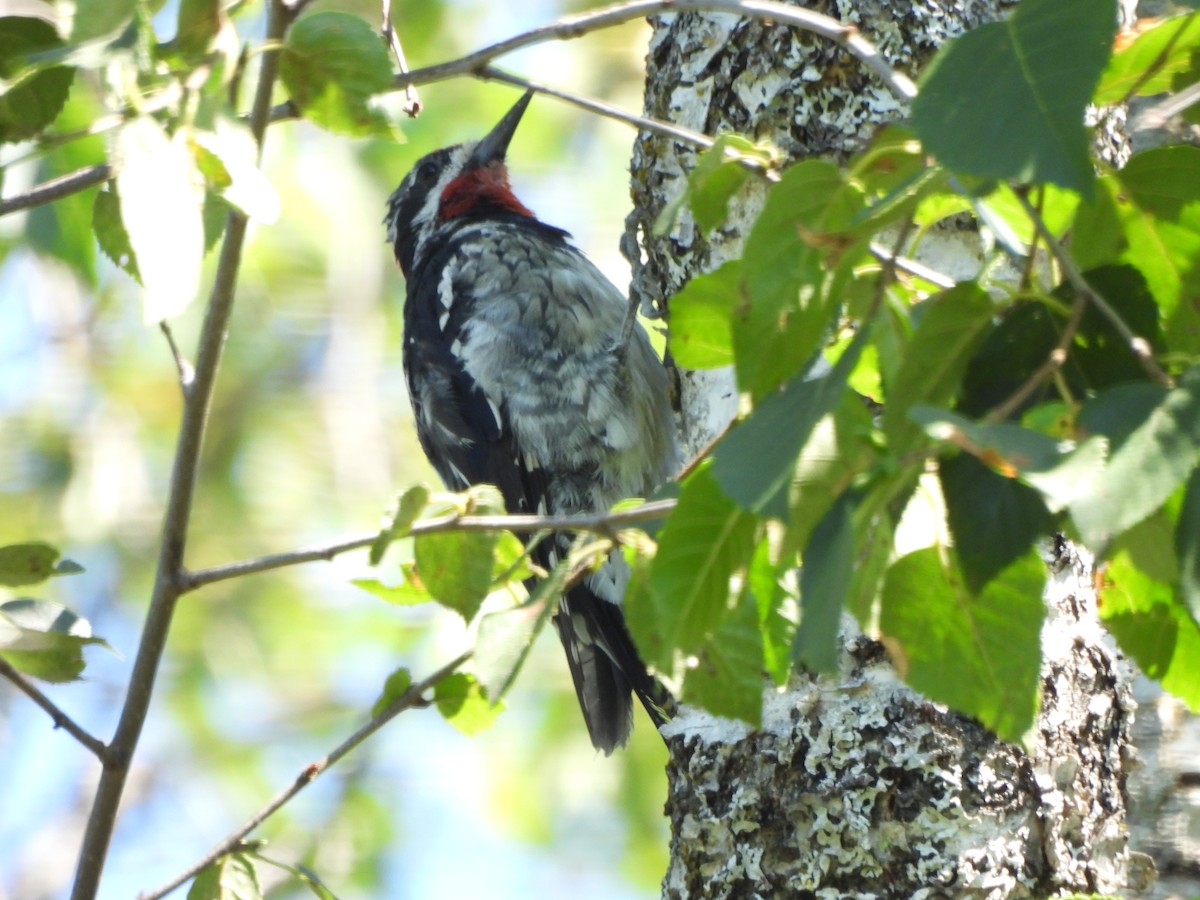 アカエリシルスイキツツキ - ML471270691