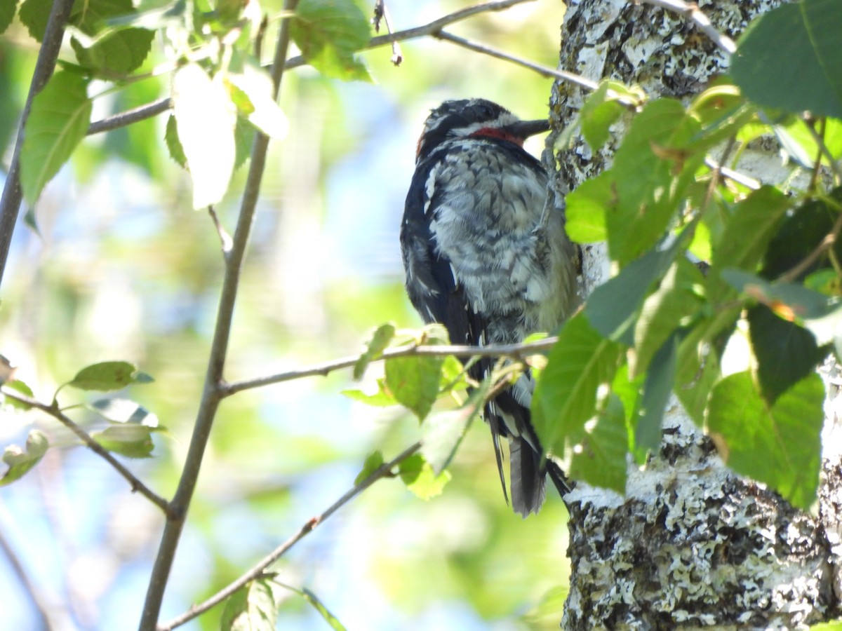 アカエリシルスイキツツキ - ML471270701