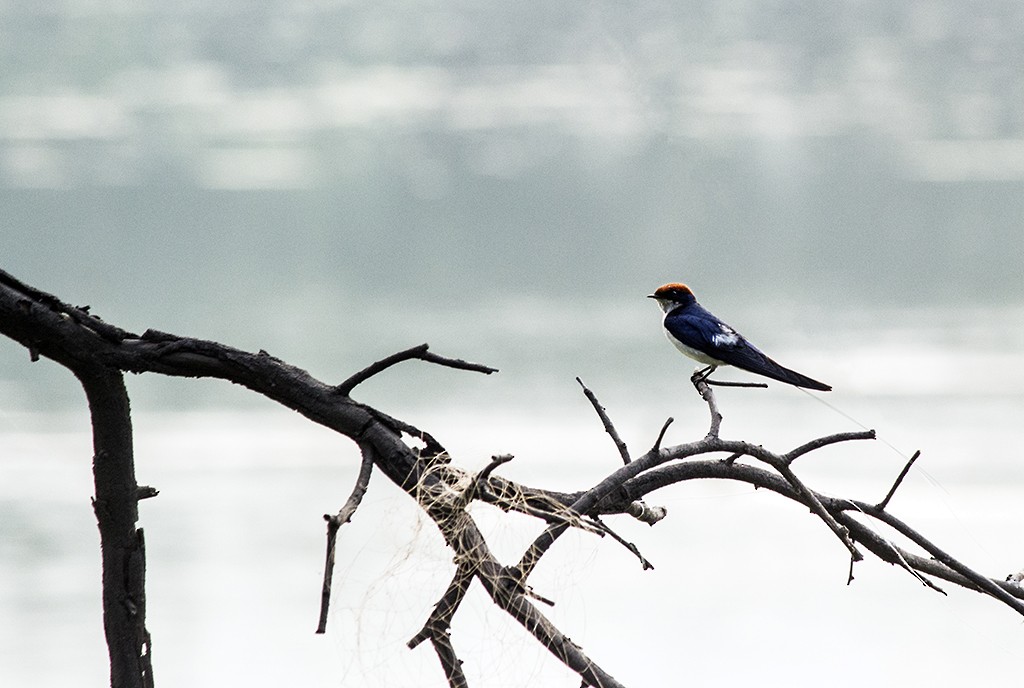 Golondrina Colilarga - ML47127111