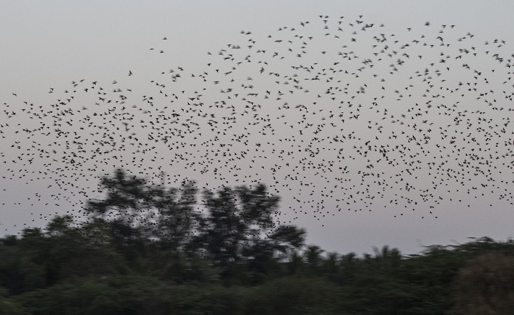 Rosy Starling - ML47127161