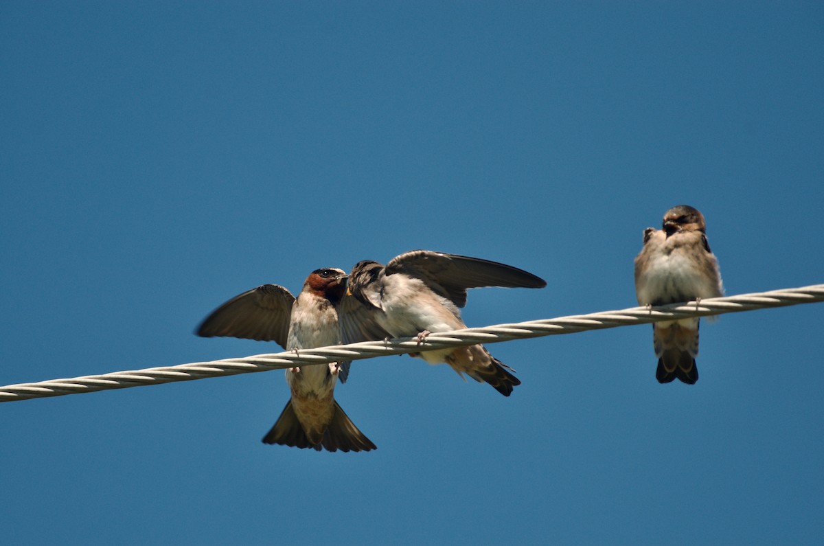 Cliff Swallow - ML471271751