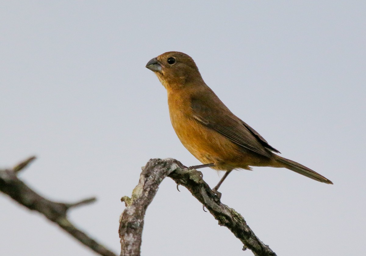 Glaucous-blue Grosbeak - Cristina Rappa