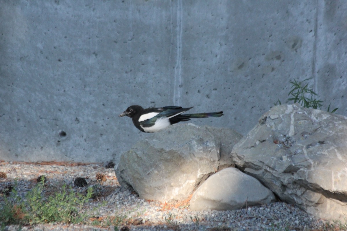 Black-billed Magpie - ML471273391