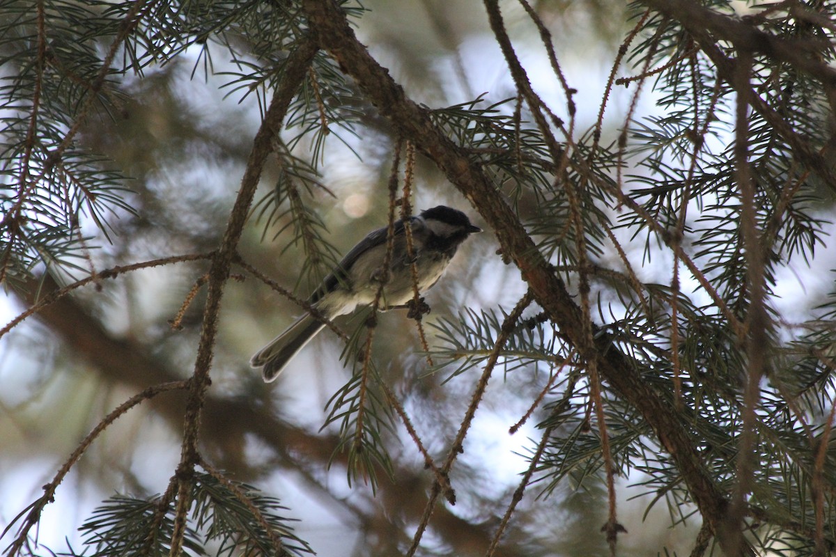 Black-capped Chickadee - ML471273551