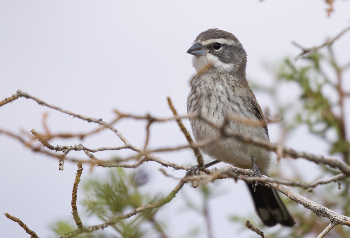Black-throated Sparrow - ML471274071