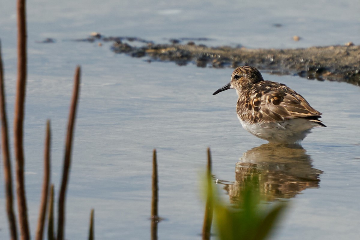 Least Sandpiper - ML471274851