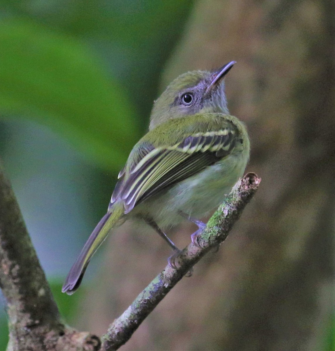 White-bellied Tody-Tyrant - Mats Hildeman