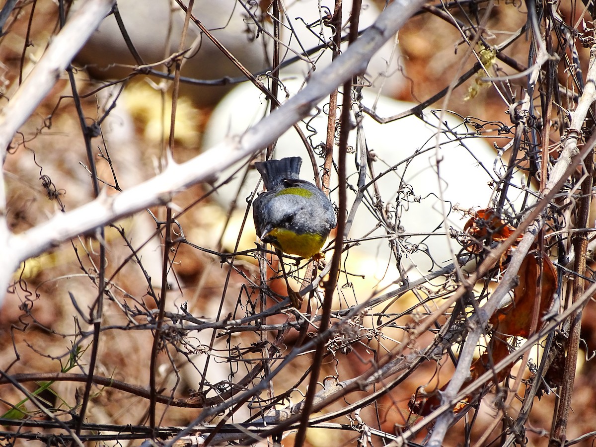 Tropikal Parula (insularis) - ML471275951