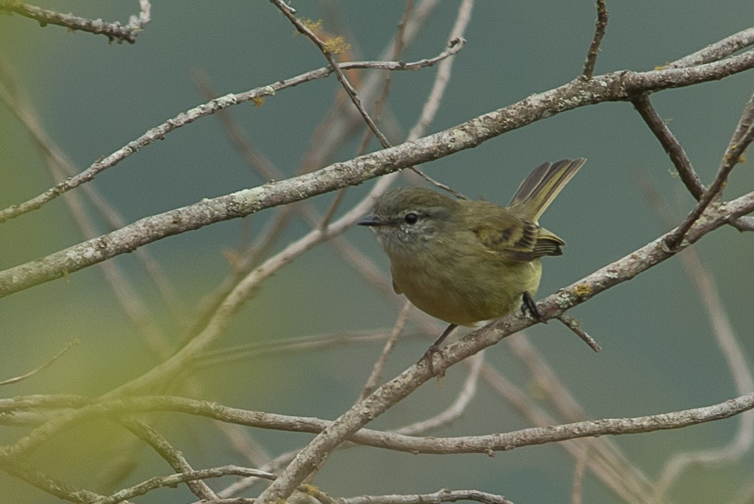 Planalto Tyrannulet - ML471277161