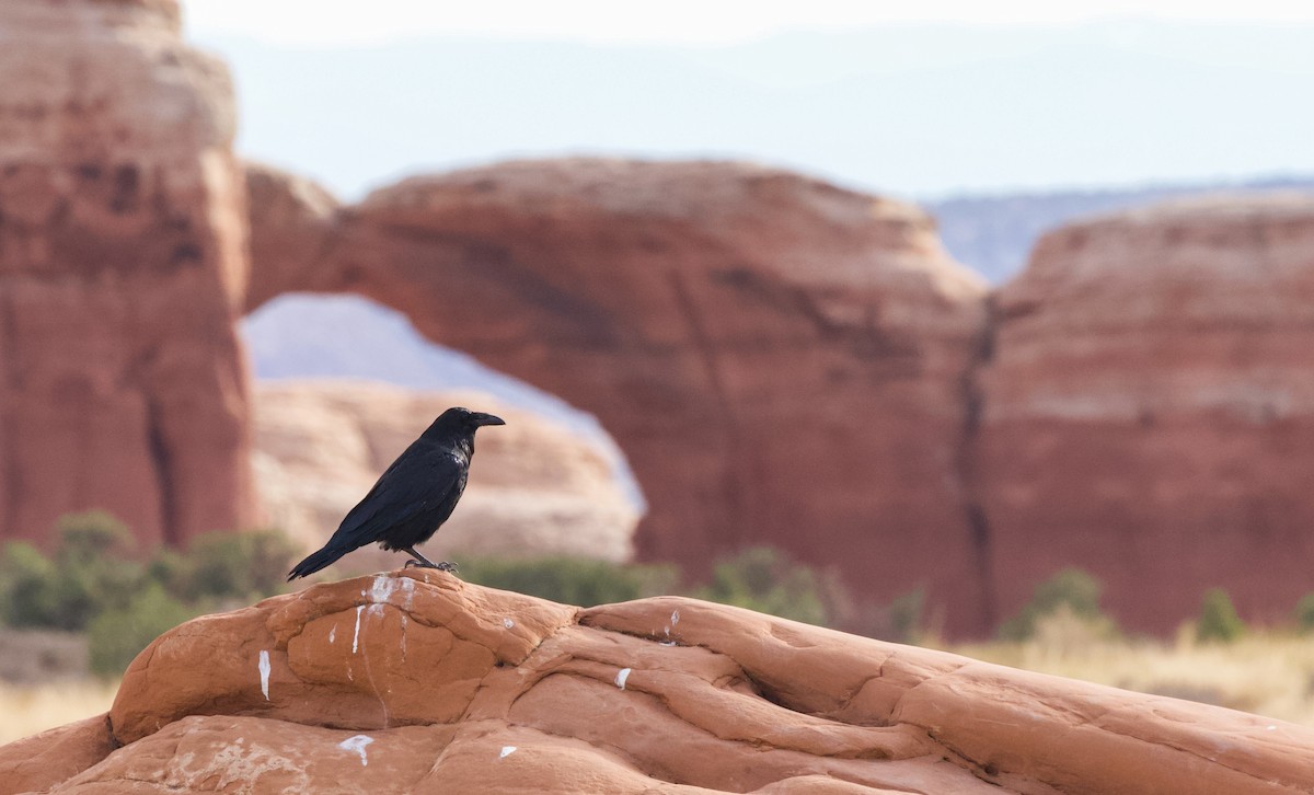 Common Raven - ML471277401