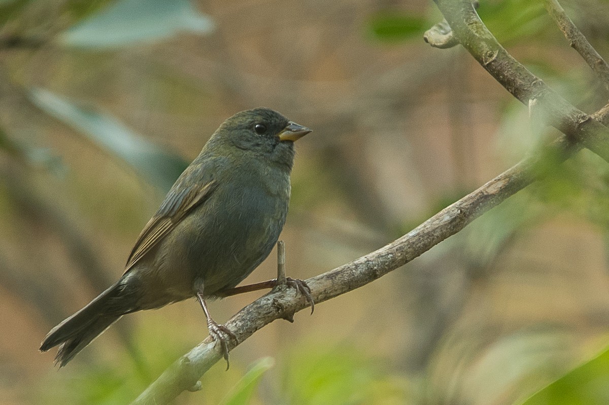 Uniform Finch - ML471277571