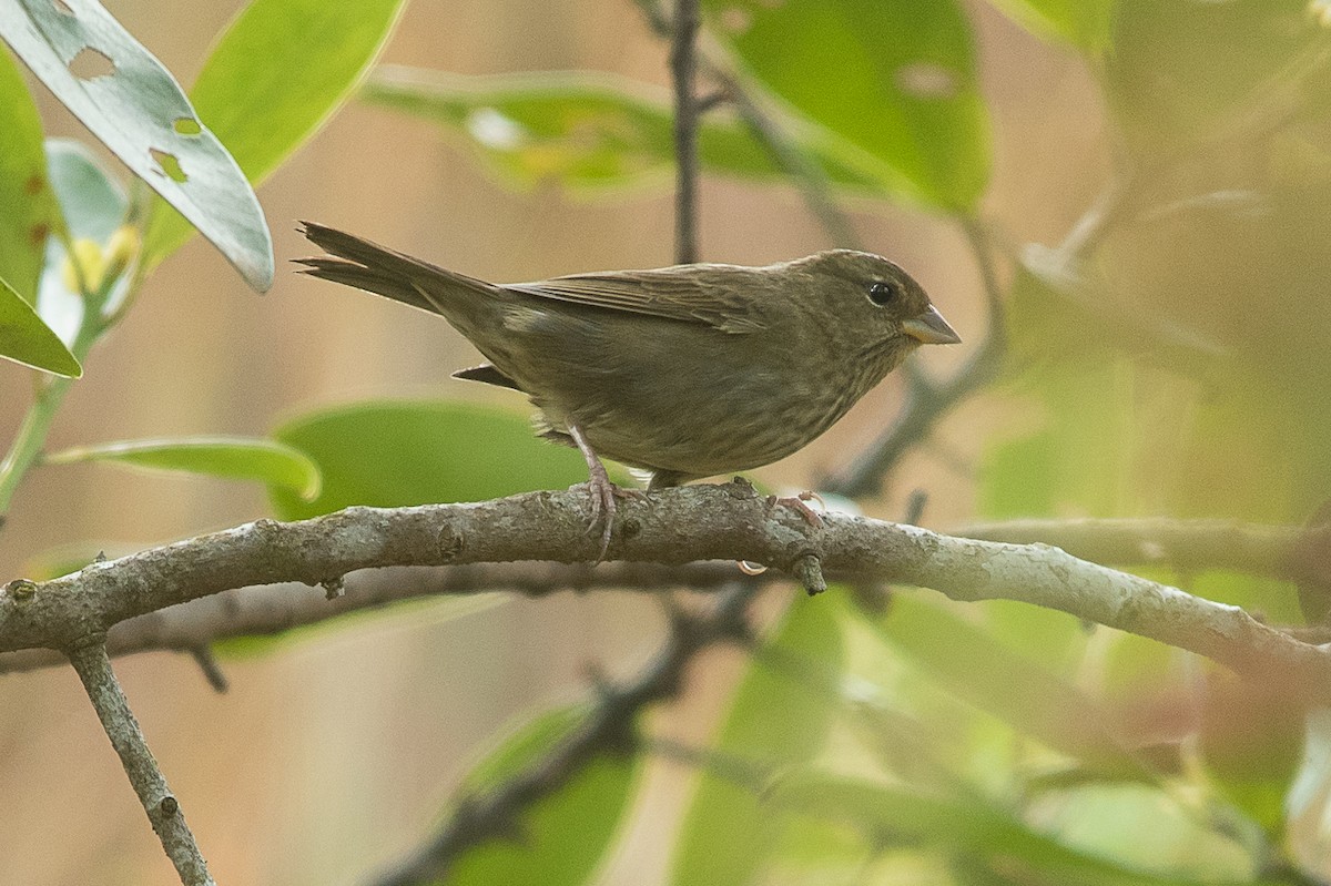 Uniform Finch - ML471277591