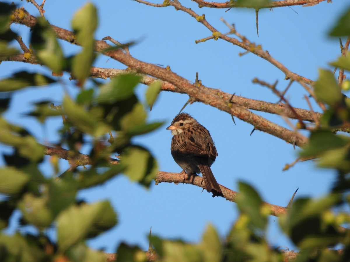 ウスヒメドリ - ML471277681