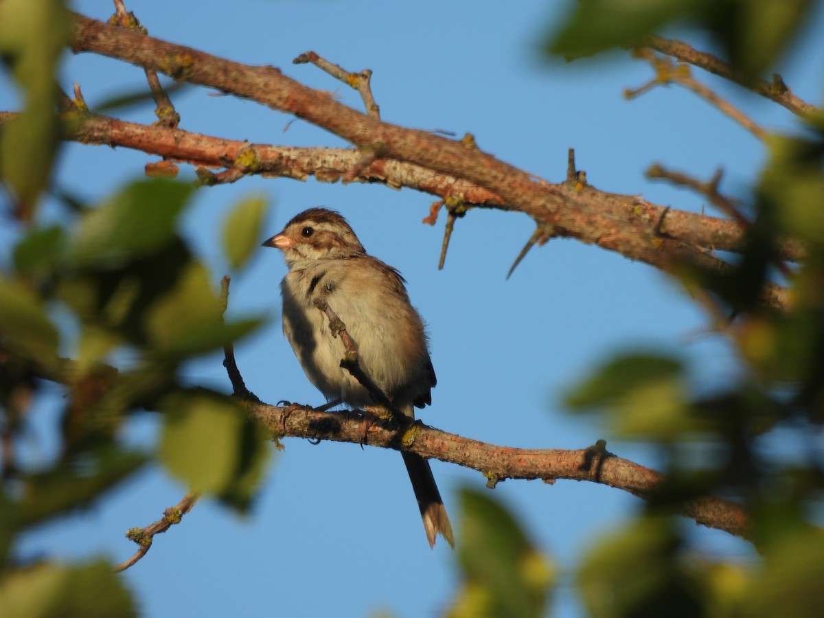 ウスヒメドリ - ML471277691