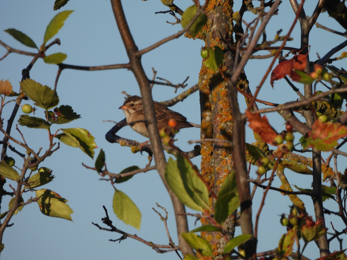 ウスヒメドリ - ML471277701