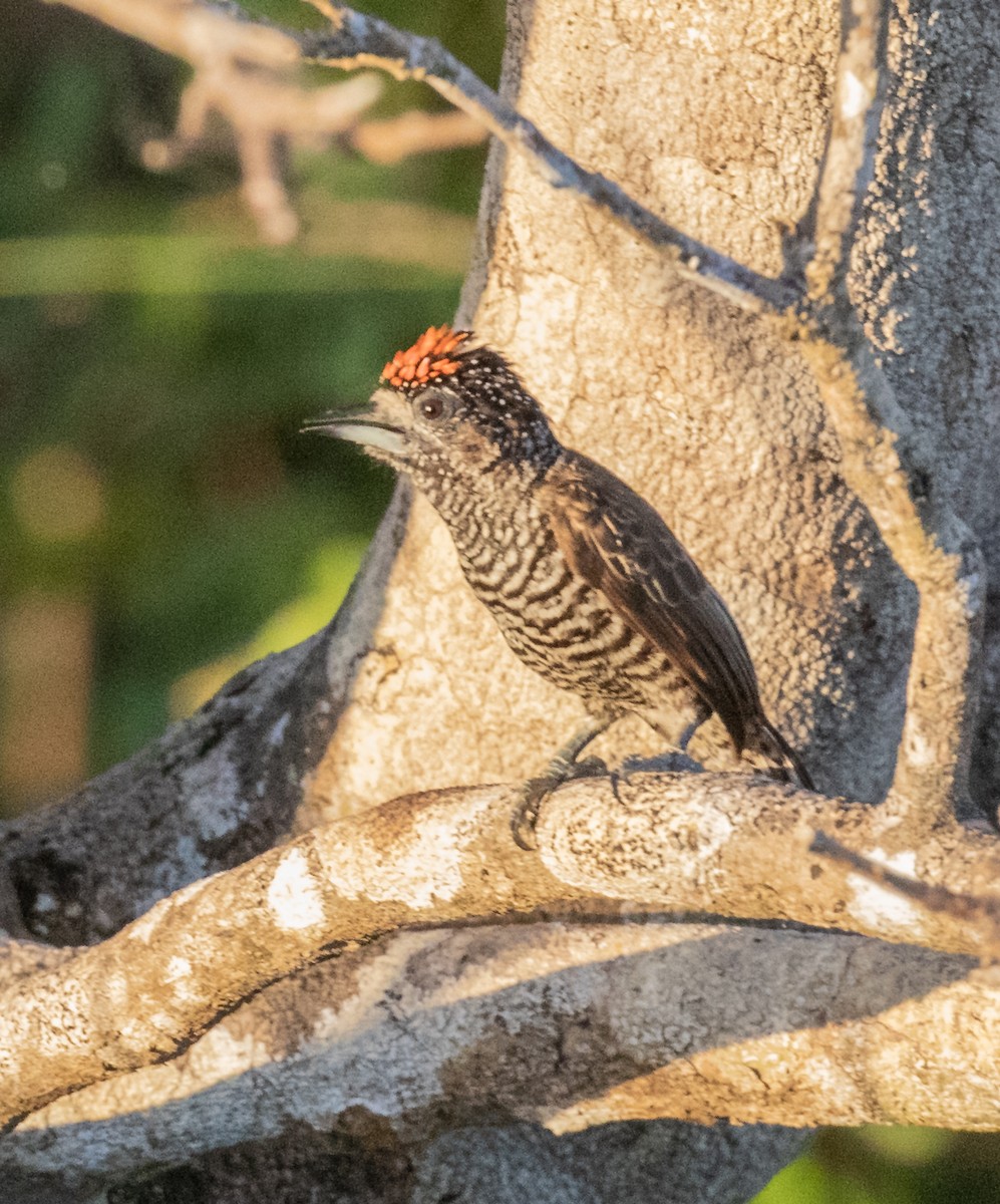 White-barred Piculet - ML471278111