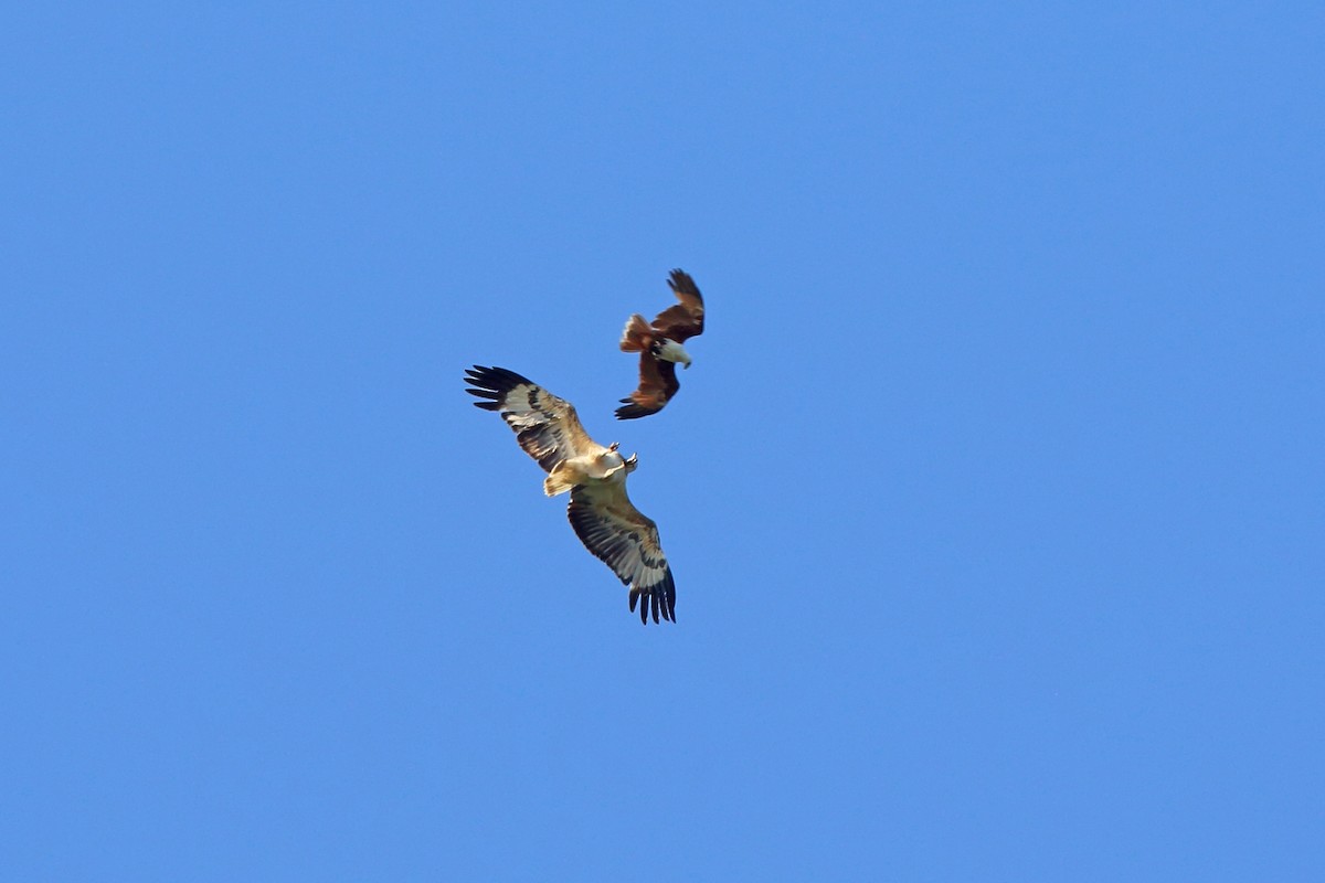 Brahminy Kite - ML47127871