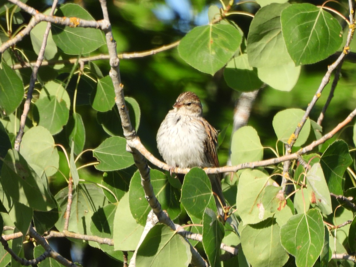 チャガシラヒメドリ - ML471279101