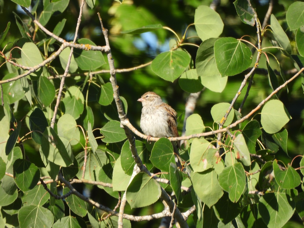 チャガシラヒメドリ - ML471279111