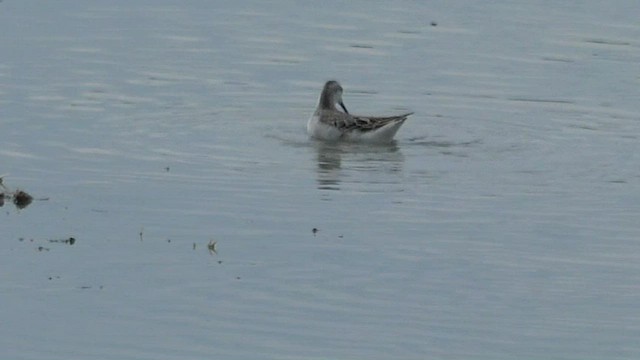 hvithalesvømmesnipe - ML471279711