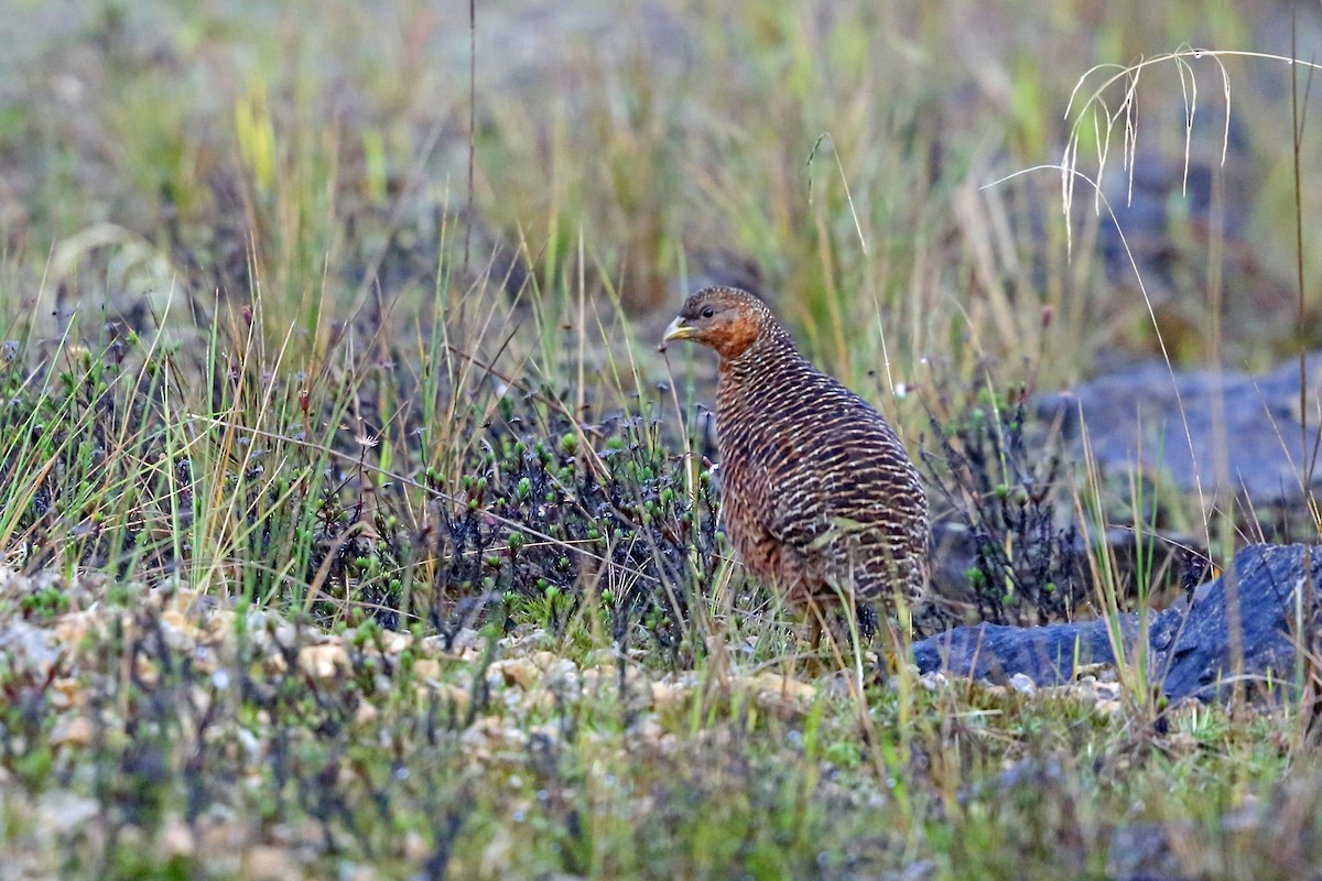 ML47127991 - Snow Mountain Quail - Macaulay Library