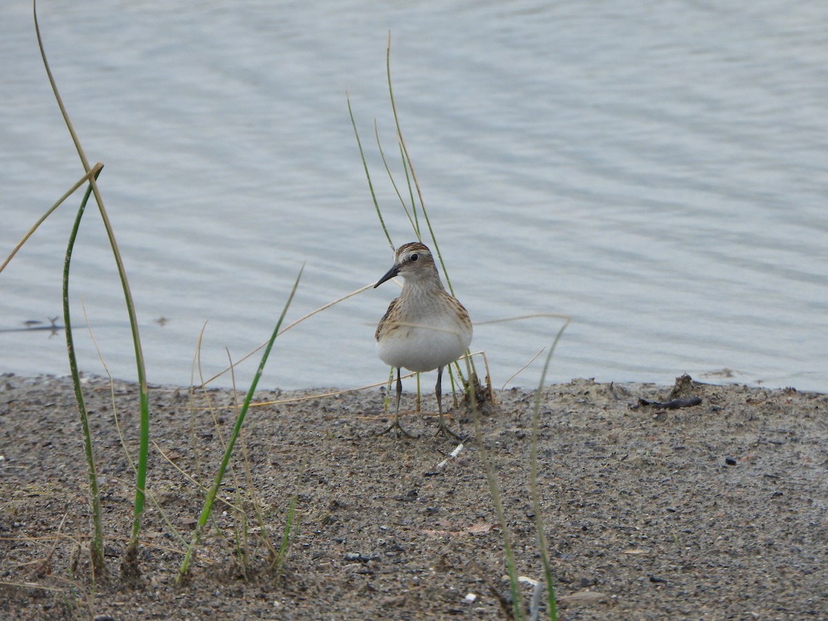 Least Sandpiper - ML471280471