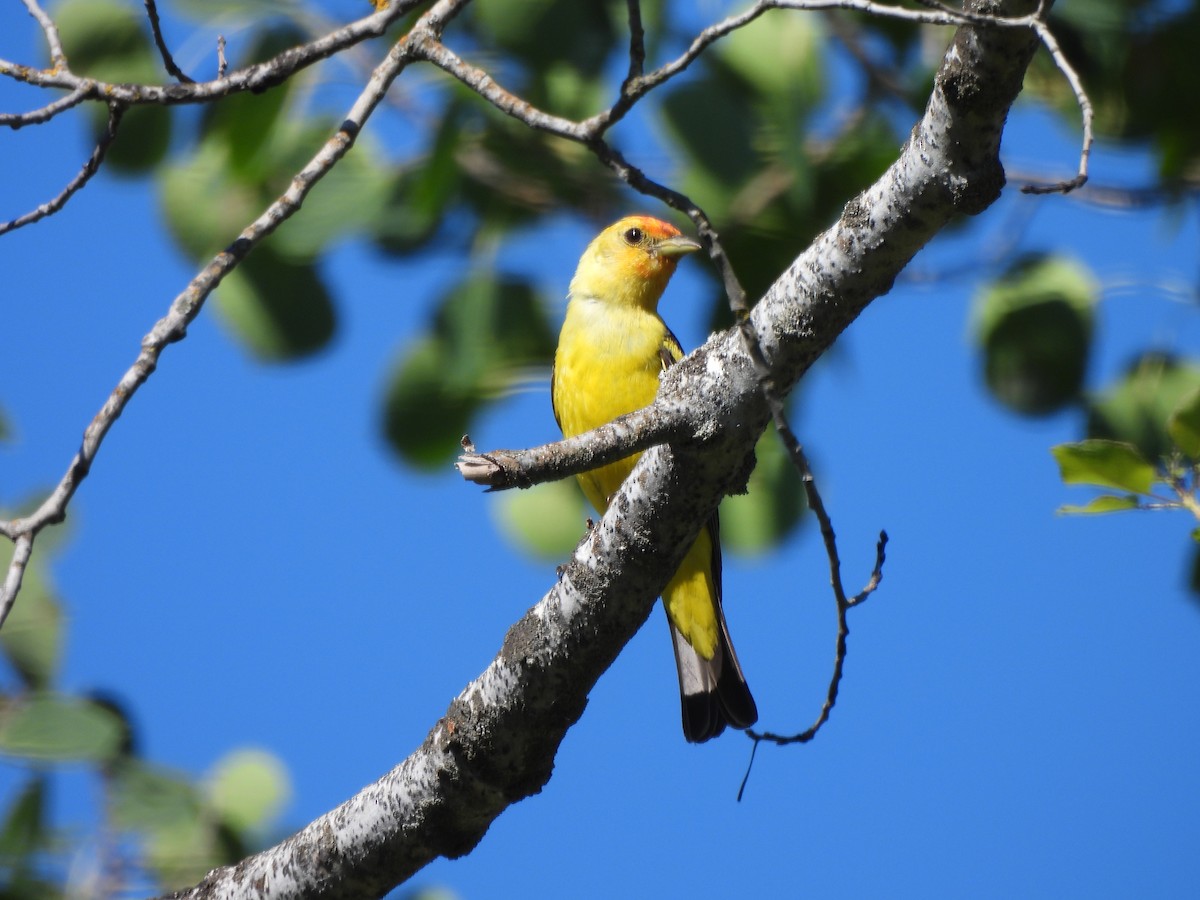 ニシフウキンチョウ - ML471280481