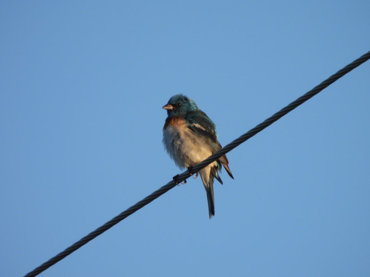 ムネアカルリノジコ - ML471280871