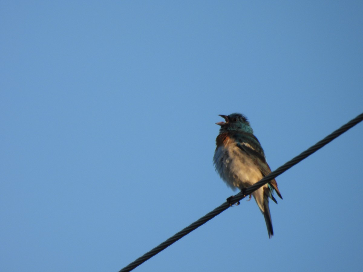 ムネアカルリノジコ - ML471280891